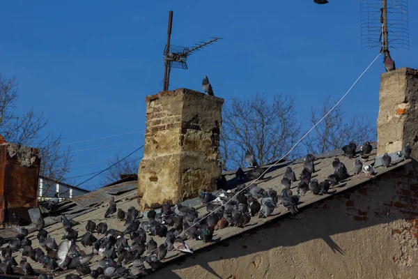 Group Gray Pigeons Sitting Roof Old House — Stock Photo, Image