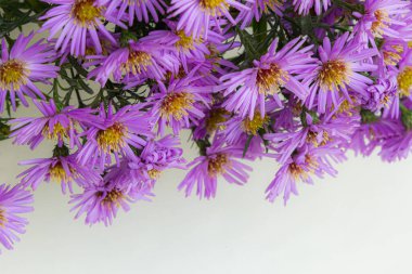 Beyaz bir arka plan üzerinde güzel mor krizantem buket.