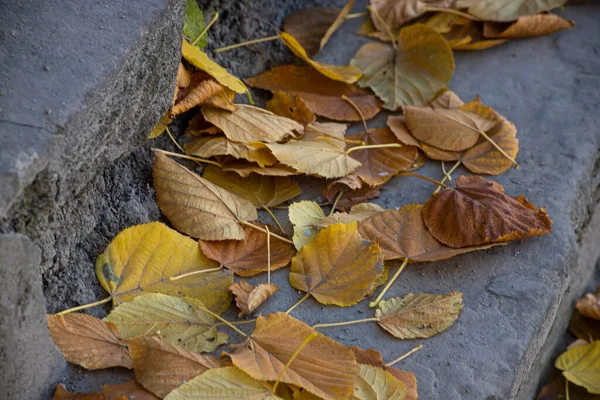 Stone Stairs Covered Yellow Leaves Park Old Steps Leaves Autumn — Fotografia de Stock