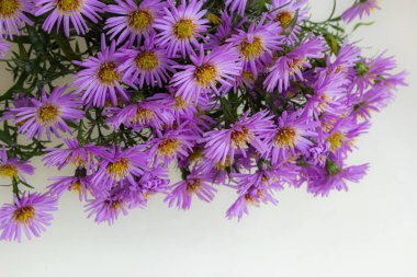 Beyaz bir arka plan üzerinde güzel mor krizantem buket.