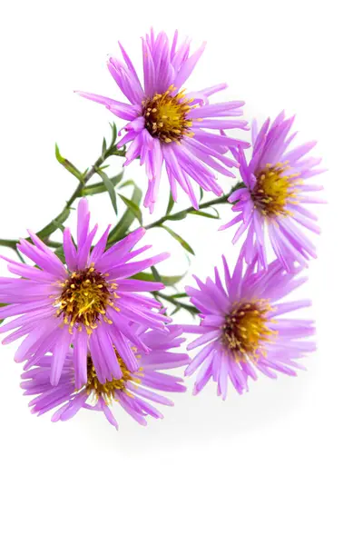 白地に美しい紫菊の花束 — ストック写真