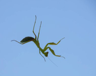 Açık arkaplanda küçük yeşil bir peygamber devesi.