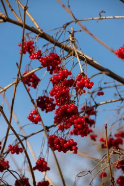 Olgun viburnum opulus üzümleri dalda açık mavi gökyüzüne karşı gün ışığında. Guelder sonbaharda su büyüğü ya da gül. Seçici odak