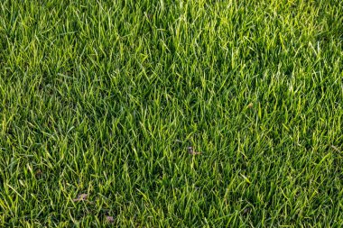 arkaplan veya doku için kullanılan yapay yeşil çimen.