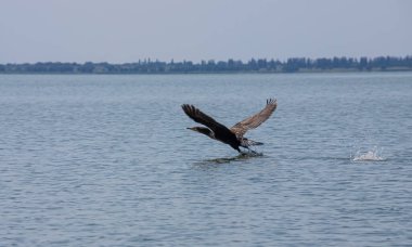Gölün yüzeyinden kalkan büyük bir karabatak..