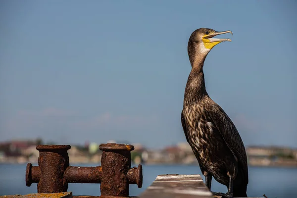 Grands Cormorans Reposant Sur Une Vieille Jetée Rouillée Bord Mer — Photo