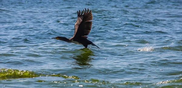 Een Grote Aalscholver Stijgt Van Het Oppervlak Van Een Meer — Stockfoto