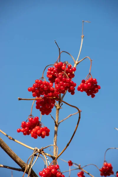 Red Ripe Viburnum Opulus Berries Branch Clear Blue Sky Sunlight — Stock Photo, Image
