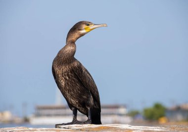 Mavi gökyüzünün arka planına tüneyen siyah bir karabatak..