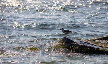 Sevimli martılar sahil boyunca koşar, beyaz gri kanatlarını açar ve buldukları yiyecekleri alırlar..