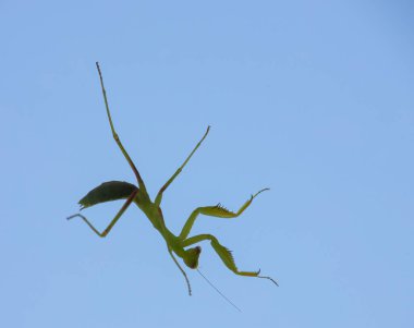 Açık arkaplanda küçük yeşil bir peygamber devesi.