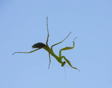 Açık arkaplanda küçük yeşil bir peygamber devesi.