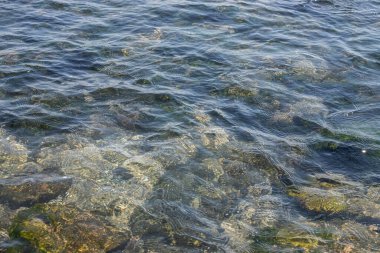 Parlak güneş ve küçük dalgalar altında denizin kumlu sahillerinde alglerle kaplı taşlar..