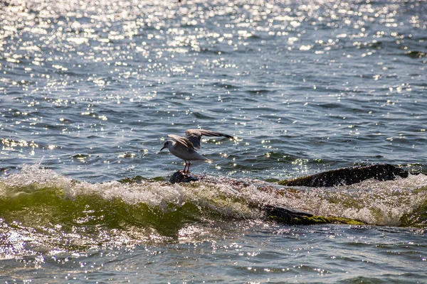 Adorable Seagulls Run Coastline Spreading White Gray Wings Picking Food — Stock Photo, Image