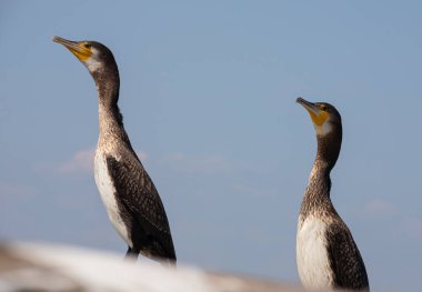 Mavi gökyüzünün arka planına tüneyen siyah bir karabatak..