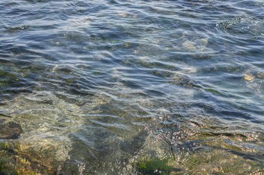 Parlak güneş ve küçük dalgalar altında denizin kumlu sahillerinde alglerle kaplı taşlar..