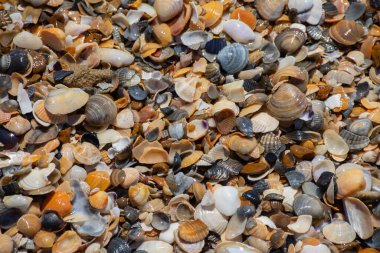 Kumdaki deniz kabukları. Yaz sahili geçmişi. Üst görünüm.