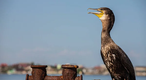 Grandes Corvos Marinhos Descansando Velho Cais Enferrujado Junto Mar — Fotografia de Stock