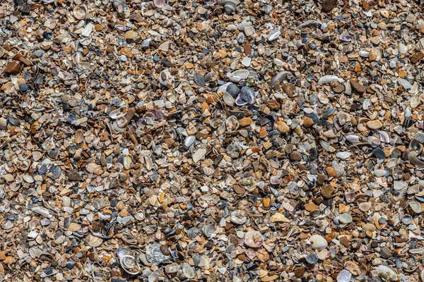 Tengeri Kagylók Homokon Nyári Strand Háttér Felülnézet — Stock Fotó