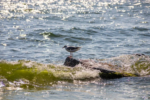 Adorable Seagulls Run Coastline Spreading White Gray Wings Picking Food — Stock Photo, Image