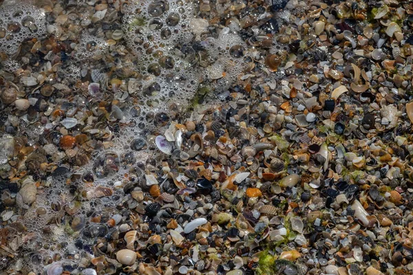 沙子上的海贝壳 夏季海滩背景 顶部视图 — 图库照片