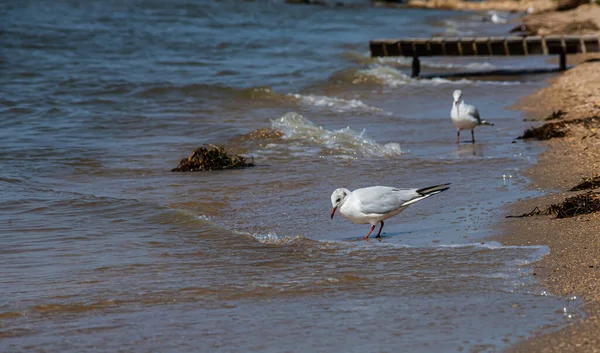 Gaivotas Adoráveis Correm Longo Costa Espalhando Suas Asas Cinza Brancas — Fotografia de Stock