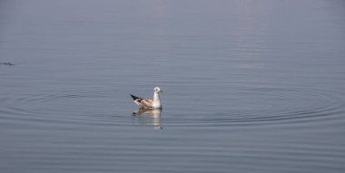 Yaz ışığında, deniz kumsalındaki martılar. Yaratıcı doğal arkaplan: martılı deniz manzarası.