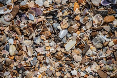 Kumdaki deniz kabukları. Yaz sahili geçmişi. Üst görünüm.