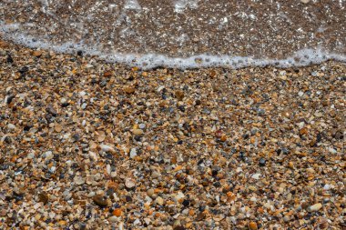 Kumdaki deniz kabukları. Yaz sahili geçmişi. Üst görünüm.