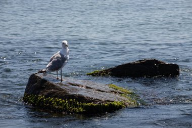 Deniz kenarındaki canlı yeşil yosunlu kayalarda duran martı..