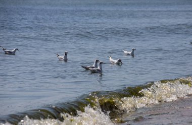 Su üzerinde yüzen bir grup martı. güneşli bir gün.