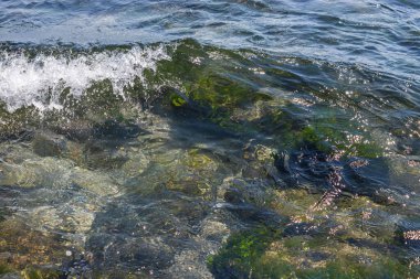 Parlak güneş ve küçük dalgalar altında denizin kumlu sahillerinde alglerle kaplı taşlar..