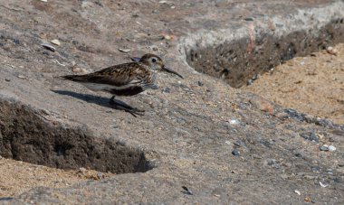 Kumsalda yürüyen bir Dunlin var. Ayrıca Kızıl Sırtlı Çulluk olarak da bilinir..