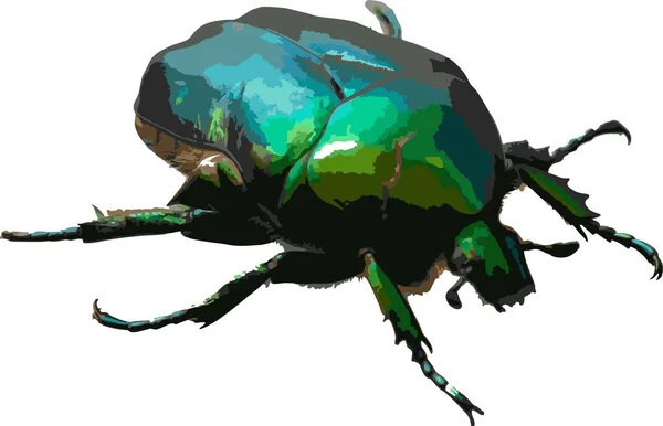 Cetonia aurata, kalt grønn roseschafer, er en bille som har en metallisk strukturmessig grønn og en distinkt V-formet scutellum. vektorillustrasjon – stockvektor