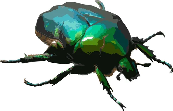 Cetonia aurata numită plafonul verde de trandafir este un gândac care are un verde metalic colorat structural și un scutelum distinct în formă de V. ilustrație vectorială — Vector de stoc