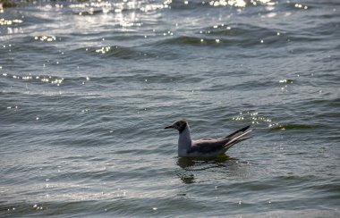 Su üzerinde yüzen bir grup martı. güneşli bir gün.