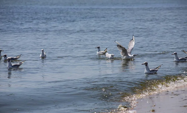 Eine Gruppe Möwen Die Auf Dem Wasser Schwimmt Sonniger Tag — Stockfoto