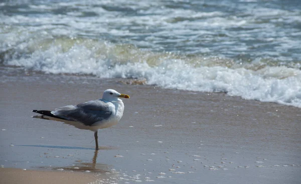 Mouettes Sur Sable Plage Mer Lumière Été Fond Naturel Créatif — Photo