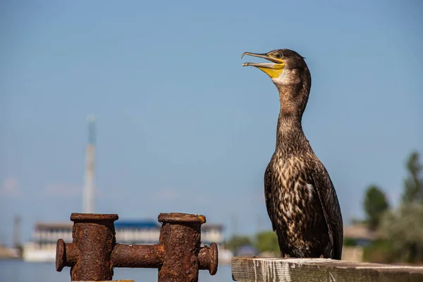 Grands Cormorans Reposant Sur Une Vieille Jetée Rouillée Bord Mer — Photo