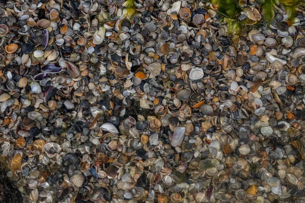 Tengeri Kagylók Homokon Nyári Strand Háttér Felülnézet — Stock Fotó