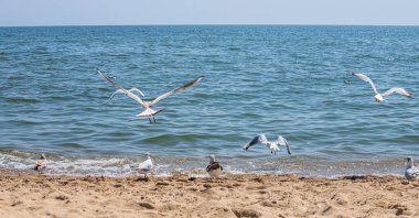 Yaz ışığında, deniz kumsalındaki martılar. Yaratıcı doğal arkaplan: martılı deniz manzarası.