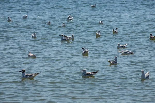 Grupo Gaivotas Flutuando Mar Água Dia Ensolarado — Fotografia de Stock