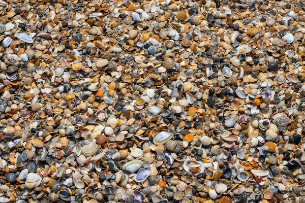 Conchas Marinhas Areia Fundo Praia Verão Vista Superior — Fotografia de Stock