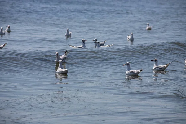 Grupo Gaivotas Flutuando Mar Água Dia Ensolarado — Fotografia de Stock