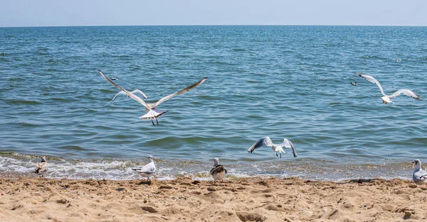 Чайки Піску Морського Пляжу Літньому Світлі Творчий Природний Фон Морський — стокове фото