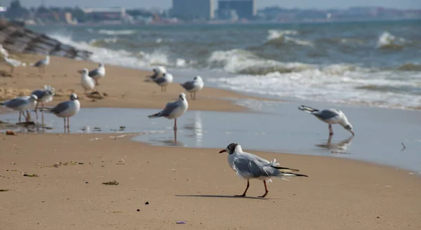 Чайки Піску Морського Пляжу Літньому Світлі Творчий Природний Фон Морський — стокове фото