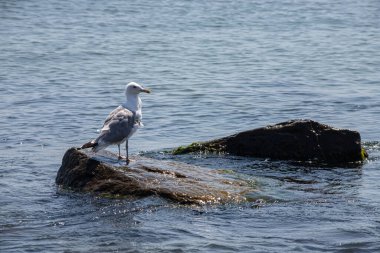 Deniz kenarındaki canlı yeşil yosunlu kayalarda duran martı..
