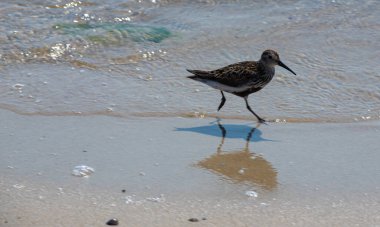 Kumsalda yürüyen bir Dunlin var. Ayrıca Kızıl Sırtlı Çulluk olarak da bilinir..