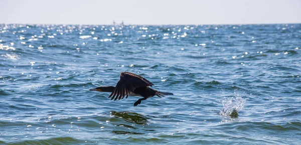 Great Cormorant Taking Lake Surface — Stock Photo, Image