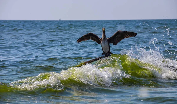 Great Cormorant Sitting Rock Sea — Stock Photo, Image